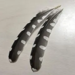 鳥の羽根・ヤマセミ