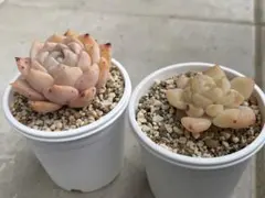売却済み3/12札落ち(抜き苗)多肉植物 多肉植物 札落ちセット 抜き苗 - メルカリ
