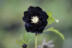 2026年最新】八咫烏 クリスマスローズの人気アイテム - メルカリ