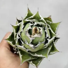 2025年最新】スーパーチタノタの人気アイテム - メルカリ