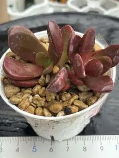 クラッスラ・クラバタ 抜き苗　多肉植物　韓国苗