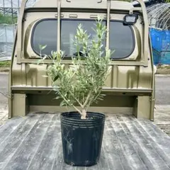 オリーブの木　シプレシーノ　約180cm　NO.1939　大型　現品掲載　古木 オリーブの木 シプレシーノ 約180cm NO.1939 大型 現品掲載 古木