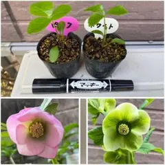 茶々姫様 リクエスト 2点 まとめ商品