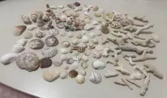 A 貝殻とサンゴの宝箱　宝石箱　210個以上セット　中サイズ　タカラガイ A 貝殻とサンゴの宝箱 宝石箱 210個以上セット 中サイズ タカラガイ