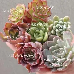 2025年最新】多肉植物の葉挿しの人気アイテム - メルカリ