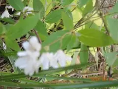 ヒメウツギの苗木　１株のサムネイル