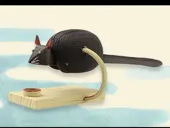 Item thumbnail for item 8573c2fc-c721-49e4-8299-90fa6c78bd98