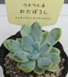 つぶつぶ屋さん《 わたぼうし》抜き苗　札なしのサムネイル