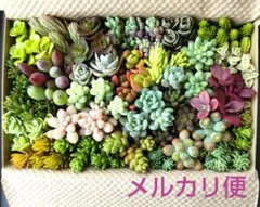 ニ 多肉植物 セダム 多肉弁当 カット苗セット 詰め合わせ