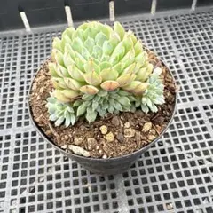 ꕤ**様 多肉植物 グロブローサ×ザラゴサ イエロータイプ はっちさん苗