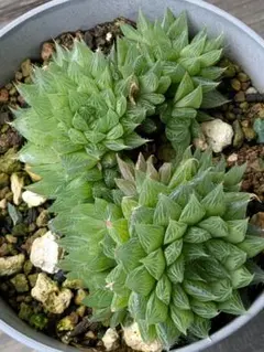 チャイナドレス　抜き苗　ハオルチア　多肉植物　植物
