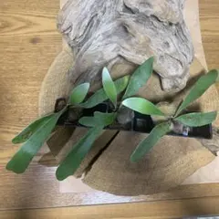 ドリナリア フロリダ 吊り 板付 シダ 新芽確認済み - メルカリ