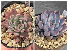 池田様 リクエスト 2点 まとめ商品