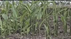 無農薬みょうが苗 地下茎 箱に入るだけ