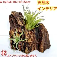 ⑫エアプランツホルダー　天然木インテリア　着生材　多肉　オブジェ　ディスプレイ