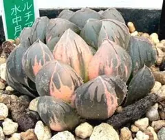 極上班‼️多肉植物 ハオルチア オブツーサ錦 水中月錦 抜き苗１２０