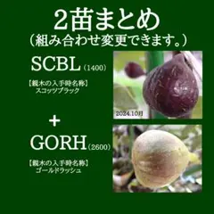 2026年最新】イチヂク穂木の人気アイテム - メルカリ