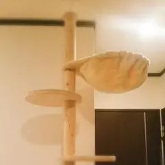 サブリナ様専用　キャットタワー　天井まで木登りバージョン
