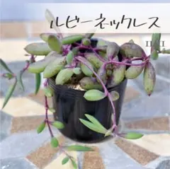 水野利枝子様 リクエスト 2点 まとめ商品