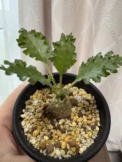 珍奇塊根植物ボスウェリア フレレアナ実生株 鉢ごと発レア品種05