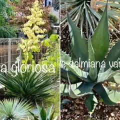 Agaveフェロックス＋ユッカ グロリオーサYucca gloriosa芋13個