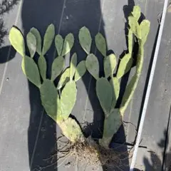 makapuu様 リクエスト 2点 まとめ商品