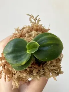 2025年最新】名護蘭 明丸の人気アイテム - メルカリ