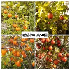 2025年最新】老爺柿種の人気アイテム - メルカリ