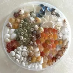 極小サイズのウニ殻と貝殻のセット