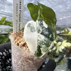 ずっきー様 リクエスト 2点 まとめ商品