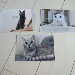 もちまる日記　3枚セット