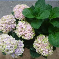 紫陽花 マジカルレボリューション ５号鉢のサムネイル