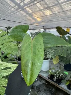 2026年最新】アンスリウムの人気アイテム - メルカリ