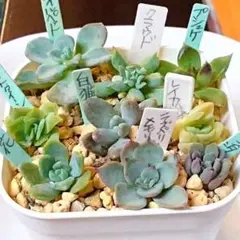 2026年最新】多肉植物 棚の人気アイテム - メルカリ