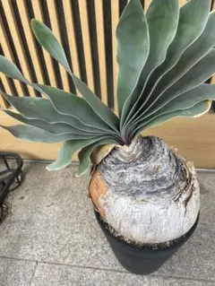 特大20センチ　ブーファン　ハエマンソイデス isla del pescado - Boophane haemanthoides-ブーファン・ハエマンソイデス