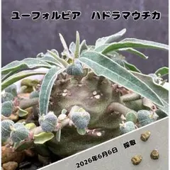 超希少種】ユーフォルビア ハドラマウチカ 5粒 2026年6月自家採取