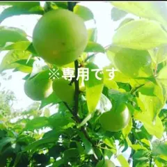 ※専用【中梅　無農薬　3000g　福岡県産　梅酒や梅ジュース用にぜひ！】