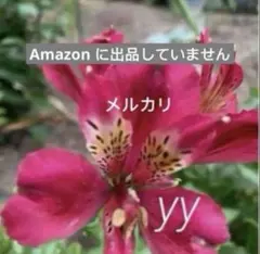 アルストロメリア 幼苗 抜き苗 薄黄色 - メルカリ