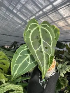 しゃんてぃ（プロフ必読）様 リクエスト 3点 まとめ商品