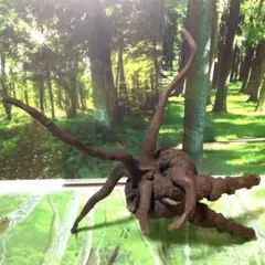 A-STYLE ネシアブランチウッド ブラウン流木 アク抜き済 LL 5個No1 A-STYLE ネシアブランチウッド ブラウン流木 アク抜き済 L 5個