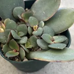 2026年最新】葉挿しの人気アイテム - メルカリ