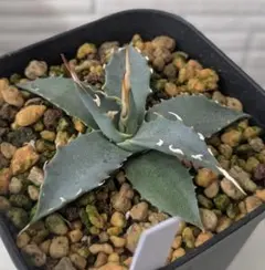 2026年最新】 アガベ エボリスピナ 実生の人気アイテム - メルカリ