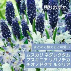 球根セット ムスカリ プスキニア チオノドクサ ミックス 計8球ブルーガーデン⑥