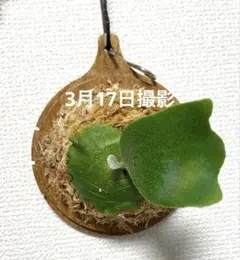 あくあ様 リクエスト 2点 まとめ商品