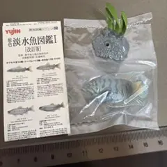 原色淡水魚図鑑チョウセンブナのサムネイル