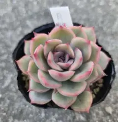 2026年最新】優木園さんの人気アイテム - メルカリ