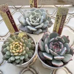 2025年最新】ミックスベリアの人気アイテム - メルカリ