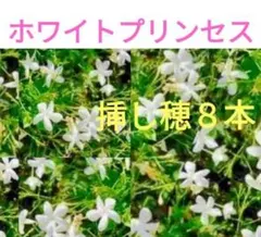 根付きorカット♪ジャスミン♪ホワイトプリンセスハゴロモ改良♪挿し木
