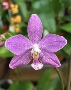 開花中】板付け 原種胡蝶蘭 violacea Phal 洋蘭 - メルカリ