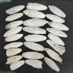 イカの甲羅　カルトボン 25個セット　鳥の餌　③のサムネイル